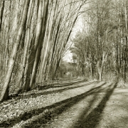 Untitled 1